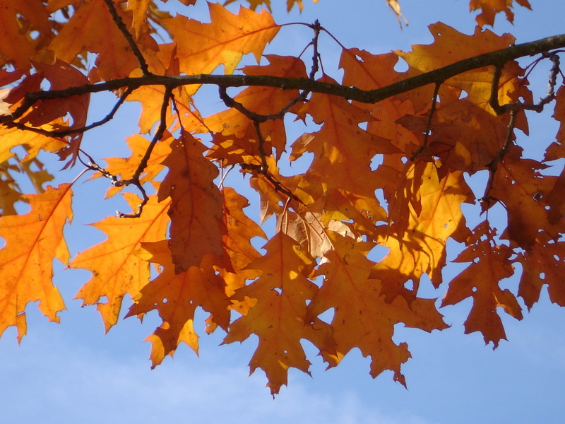 sky, day, american spitz oak, tree, low angle view, fall, autumn collection, 1080P, plant, oak leaves, leaf, beauty in nature, orange color, branch, red oak