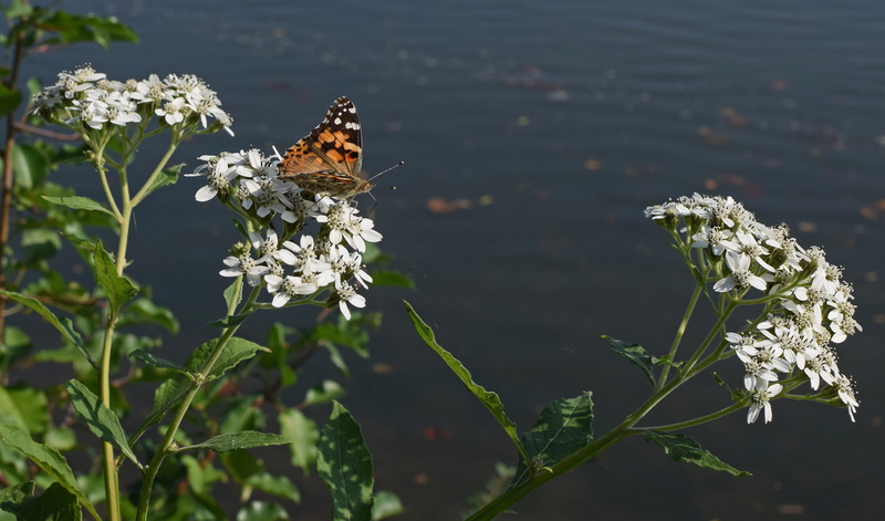 animals in the wild, autumn, white, flower head, animal, animal themes, bloom, nature, animal wildlife, flowering plant, black, 4K, pollinator, tall, american lady butterfly