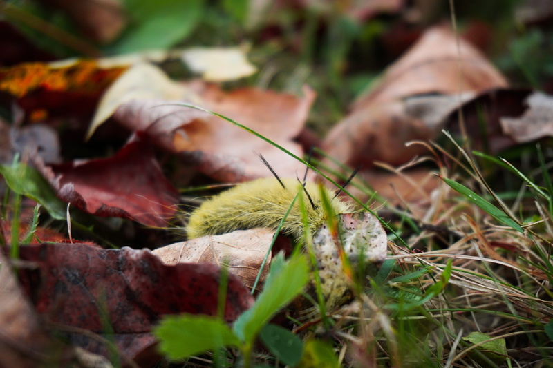 selective focus, brown, surface level, close-up, yellow, focus on foreground, 5K, insect, fall, outdoor, outdoors, falling, natural, wildlife, dry, land