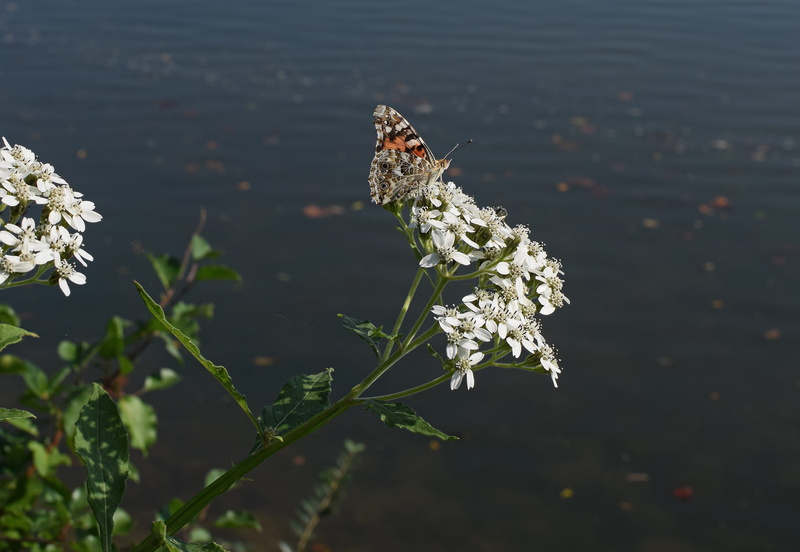bloom, tall, pollination, beauty in nature, fall, vulnerability, black, growth, plant, butterfly - insect, fragility, animals in the wild, white, outdoors