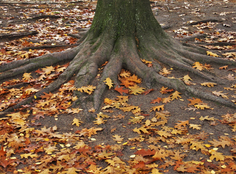 plant part, leaves in the autumn, autumn, no people, change, falling, day, tribe, season, beauty in nature, oak, tree, trunk, brown leaves, leaf, fall foliage