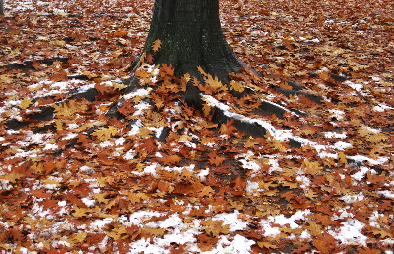cold season, tree roots, log, oak, snow, tree trunk, red oak, 2K, land, tree trunk and leaves, spitz oak, natural condition, plant part, covering, brown leaves