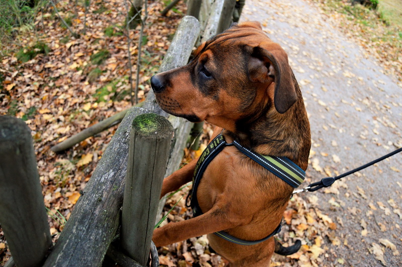 nature, road, one animal, sweden, puppy, animal, vertebrate, mix, pet leash, pet collar, autumn, domestic animals, amstaff, fence, dog, looking away, outdoors