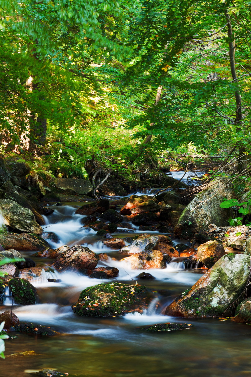 water, rock - object, stream - flowing water, beautiful, rainforest, fall, trees, land, flowing, no people, tranquility, tree, 4K, season, running water