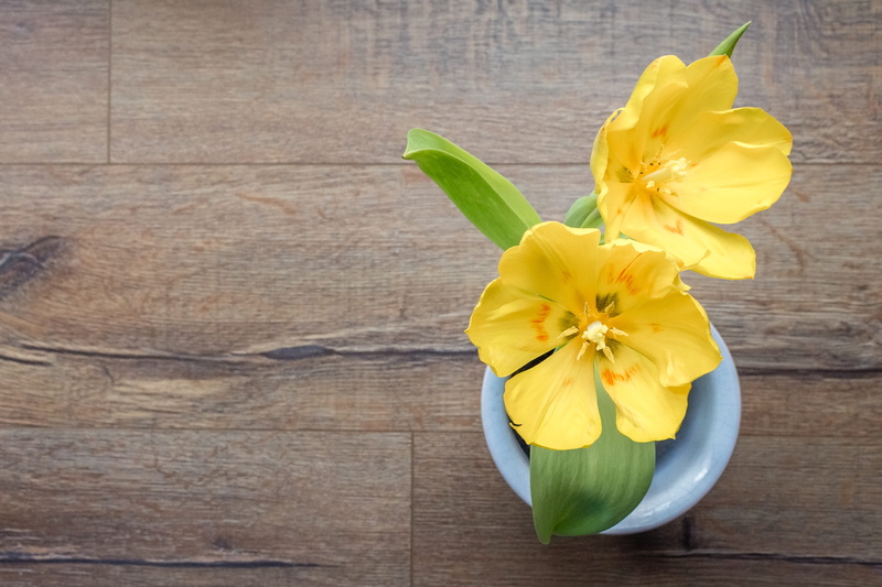 petal, wood texture, tulip, tulip flower, morning, flower, fragility, spring, spring flowers, thank you, inflorescence, get well soon, background, 4K