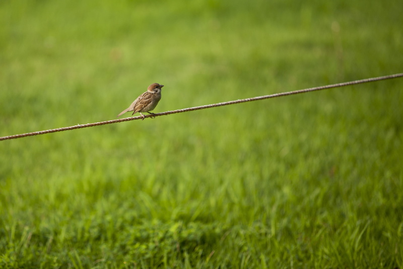 serenity, park, no people, animals in the wild, landscape, nature, focus on foreground, Break, bird, Grass, one animal, observed, selective focus, 2K