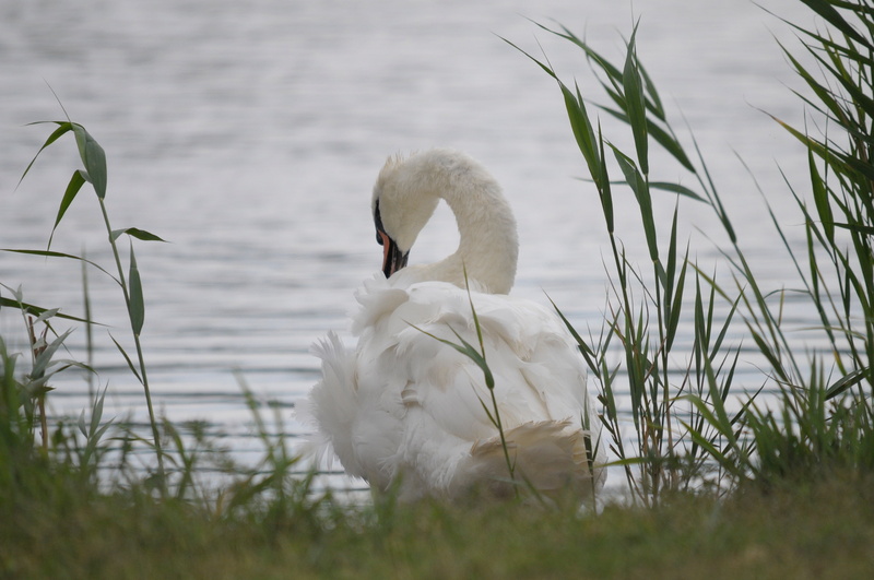 beautiful, animal family, animal world, water, animals in the wild, reed, care, animal, wildlife photography, plant, swim, grass, outdoors, bank, lake neusiedl
