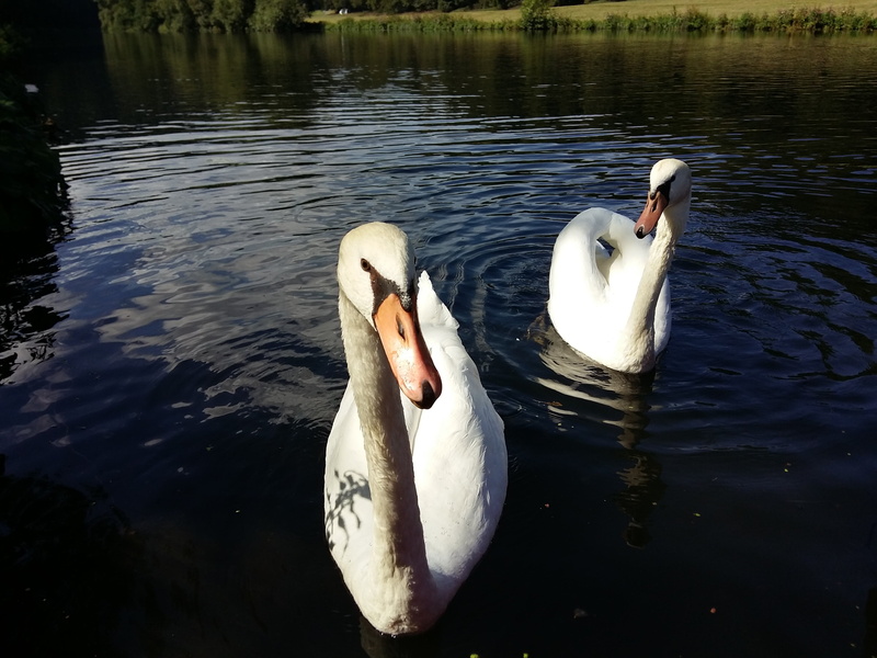 animal, swan, animal world, group of animals, bird, poultry, gooseneck, fauna, bank, swimming, wildlife, beak, animal themes, waterfowl, lake, animal wildlife