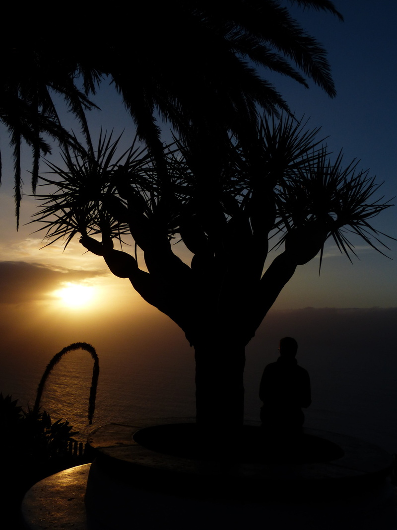 horizon, plant, tranquility, water, dragon tree, El Sauzal, vacations, dragon tree-agave, scenics - nature, palm Tree, dusk, agavengewächs, 4K, beach
