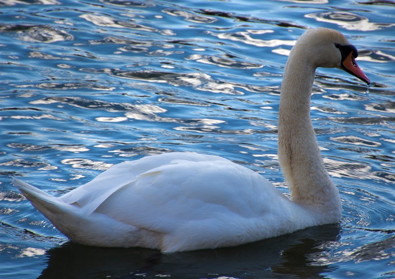 bird, swimming, animal family, cygnet, one animal, animal neck, water, water bird, donald, nature, animal, gooseneck, waters, freshwater bird, white color