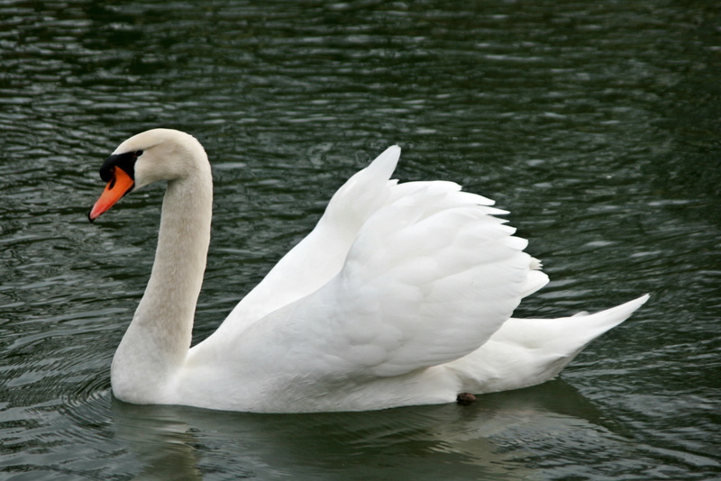 water bird, nature, floating on water, elegant, white, feather, one animal, pride, vertebrate, swan, floating, beak, mute swan, freshwater bird, bird, white color