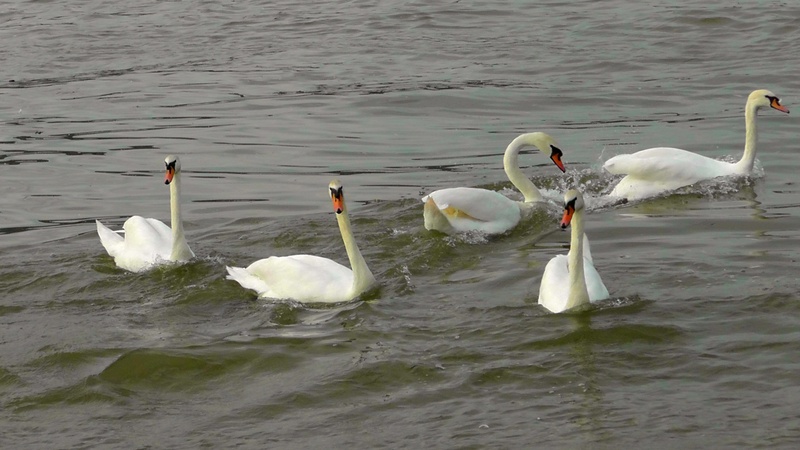 animal family, feather, swan, animal world, no people, swans, group of animals, vertebrate, 2K, animal wildlife, nature, zoology, white color, gooseneck