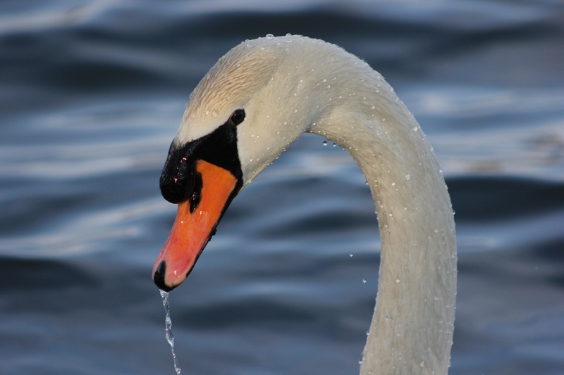 5K, gooseneck, water bird, wildlife, drinking, nature, animal neck, close-up, no people, animals in the wild, bird, animal wildlife, swan, animal body part