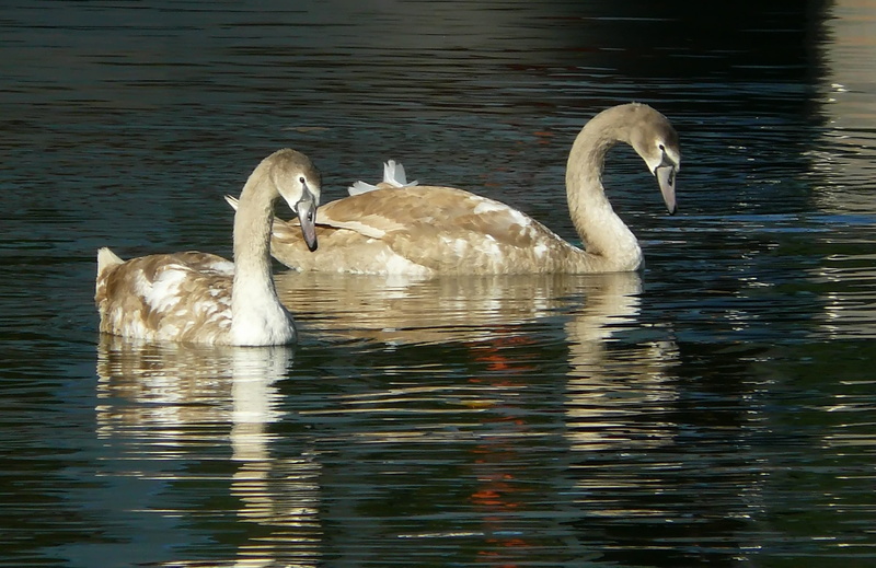 feather, water bird, animal world, animal family, cygnet, reflection, no people, Water, two animals, Fauna, animal themes, animals in the wild, group of animals