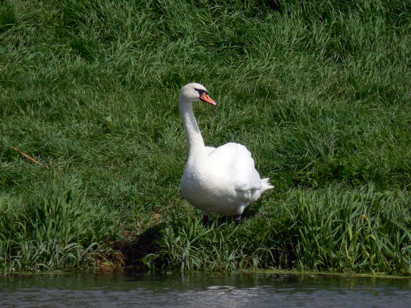 bird, growth, mute swan, waterfront, white, animal wildlife, 2K, animal, day, feather, water bird, beautiful, water, green color, grass, swan, waters