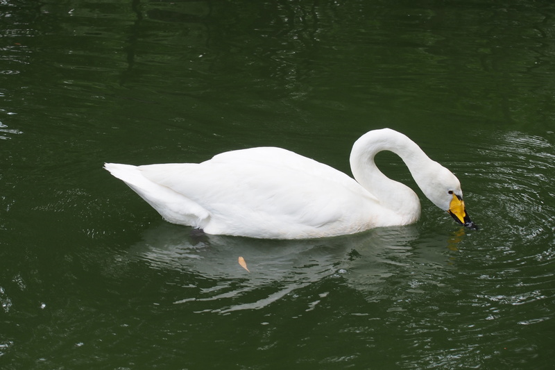 gooseneck, animal themes, day, swim, clear wave, animals in the wild, the white swan, one animal, animal family, green water, white color, vertebrate, swan