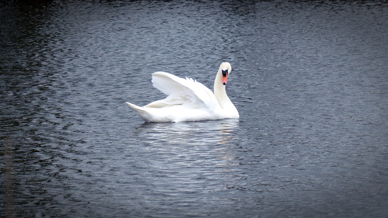 white color, gooseneck, waterfront, zoology, lake, vertebrate, nature, bird, waterfowl, animal themes, water bird, animals in the wild, animal neck, water