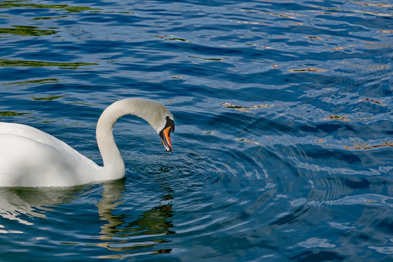 waters, lake, rippled, animal world, water bird, vertebrate, day, gooseneck, animals in the wild, floating on water, water, animal family, animal, 2K