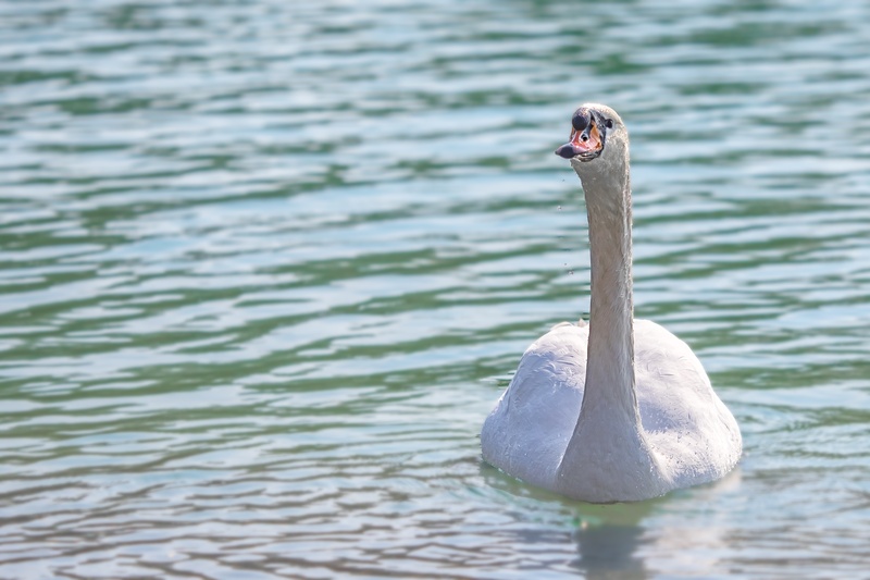 nature, water, pond, animal, one animal, lake, water bird, beauty in nature, swimming, feather, animal themes, bird, vertebrate, swan, 2K, animals in the wild