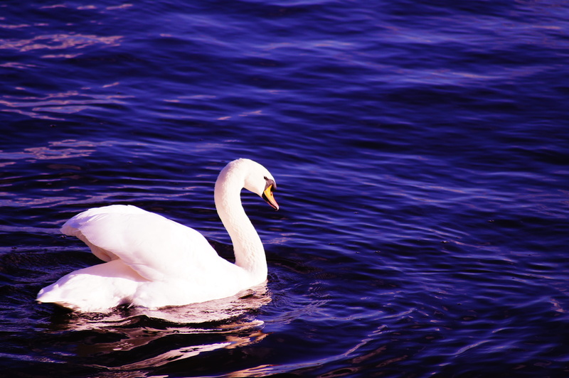 beauty in nature, white color, 4K, gooseneck, pride, animal themes, vertebrate, rippled, wave, white, elegant, animal, pond, animals in the wild, swan lake