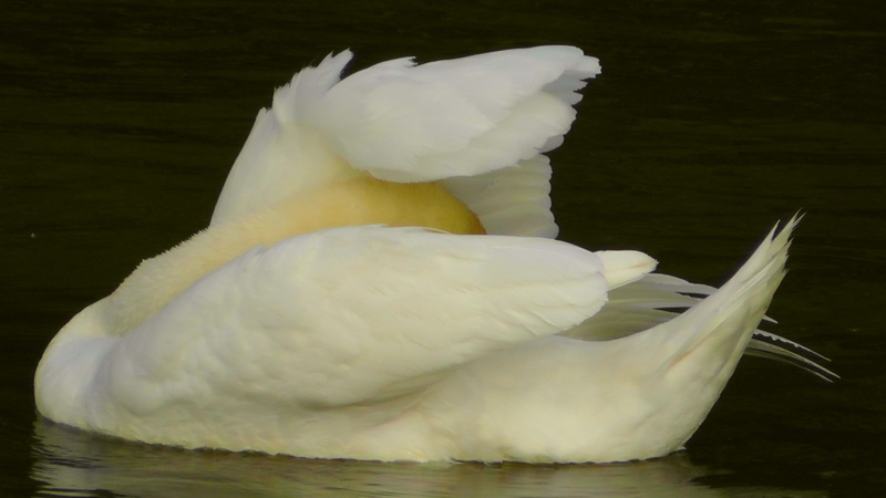 animal world, waters, reflection, lake, animal, swan, nature, animal themes, day, 2K, close-up, water, beak, bird, animal wildlife, animals in the wild