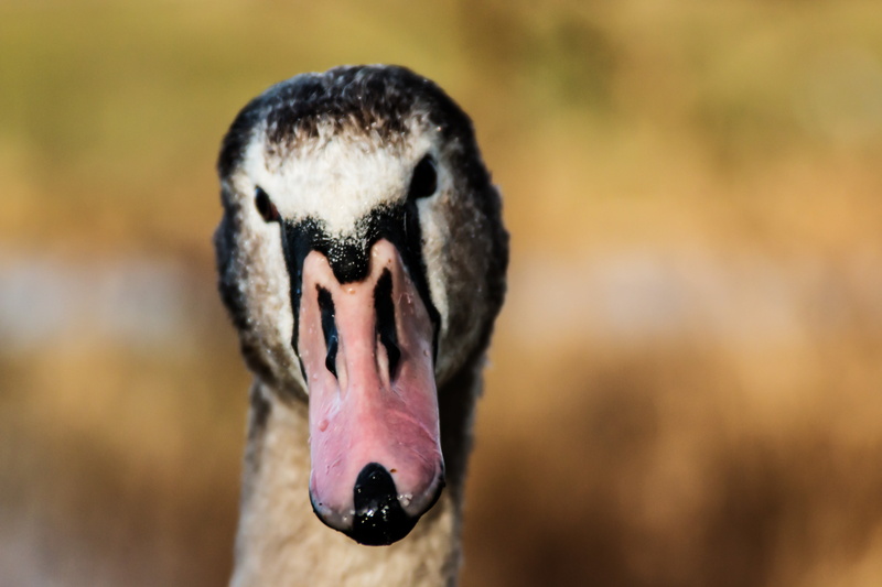 animal, animal nose, vertebrate, 5K, outdoors, animal mouth, bird, no people, portrait, mouth open, animal body part, water bird, animal wildlife, focus on foreground