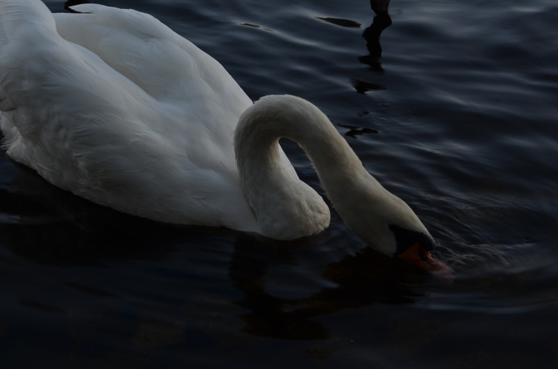 avian, wild, freshwater bird, animal, wings, wilderness, dom, zoology, beak, bird, creature, wildlife, water bird, majestic, floating on water, animal neck