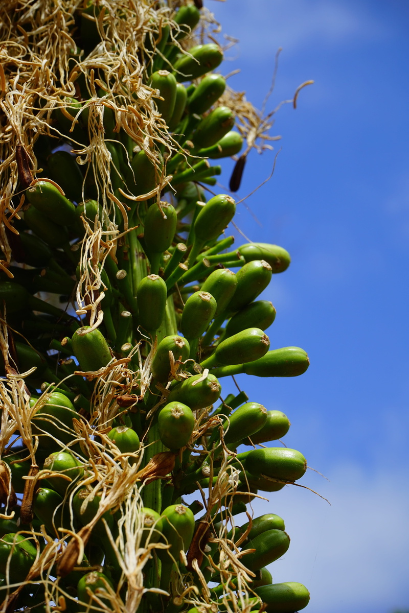 agavengewächs, growth, sky, plant, focus on foreground, dragon tree-agave, tree, bud, no people, nature, tranquility, agave, sunlight, green color, close-up