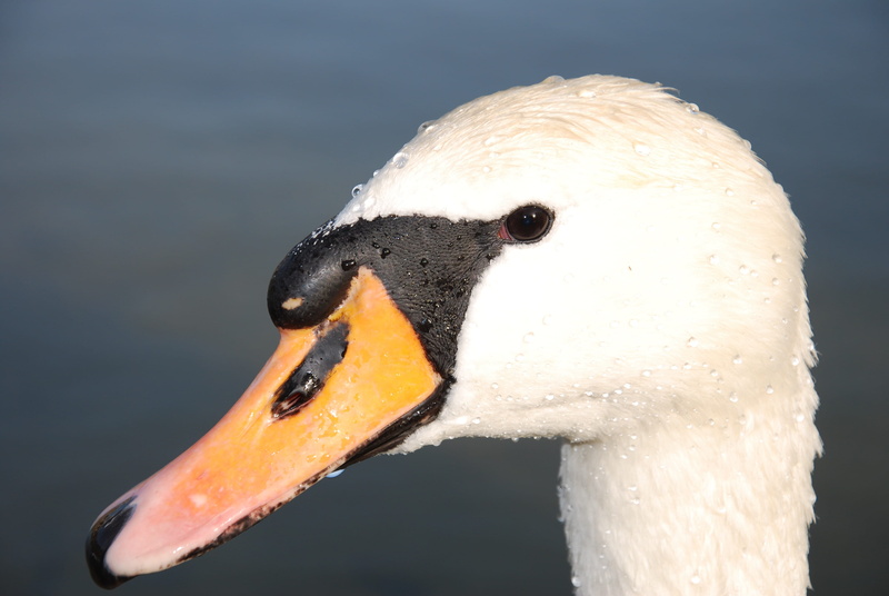 nature, no people, beak, animal body part, animal themes, swan, animal world, bird, white color, profile view, animal mouth, lake, animal neck, water bird