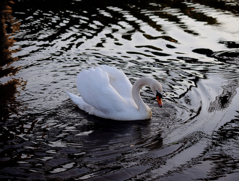 waterfront, cygnus olor, cygnus bewikii, swim, bird, swimming duck, swan, head, waters, main, outdoors, poultry, swans, animal family, floating on water