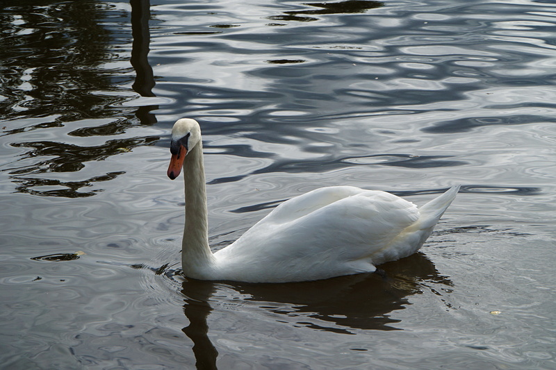 animal, animal neck, vertebrate, animal themes, swim, gooseneck, bird, elegant, white, lake, swan, water, feather, no people, animal wildlife, day, 5K