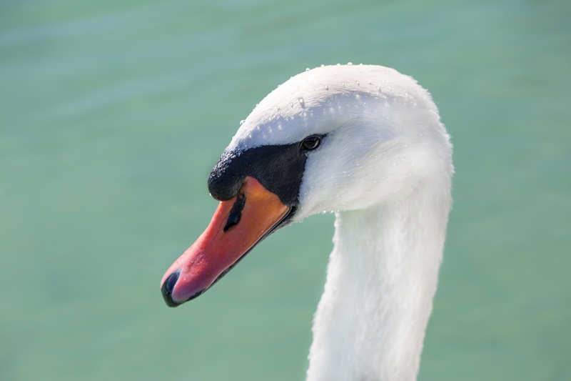 white, portrait, animal neck, mute swan, animal world, day, lake, white color, swim, nature, close-up, animal wildlife, drop of water, gooseneck, swan