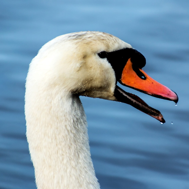lake, Swan, day, animal wildlife, Waters, animal neck, animal eye, Water Bird, swans, animal themes, animals in the wild, animal body part, beak, Animal