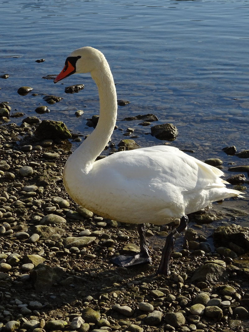 animal world, zoology, Nature, Swans, feather, beautiful swans, animal, River, plumage, animal wildlife, day, mute swan, water, group of animals, white