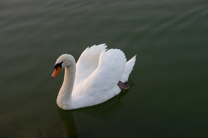 duck bird, vertebrate, mute swan, water, no people, Swan, swimming, white color, animal themes, White, animal world, bird, animal neck, feather, Bird, waterfront