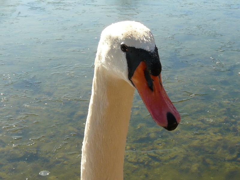 bird, swimming, animal neck, Animal, water bird, outdoors, lake, animal body part, 1080P, day, freshwater bird, animals in the wild, Gooseneck, water