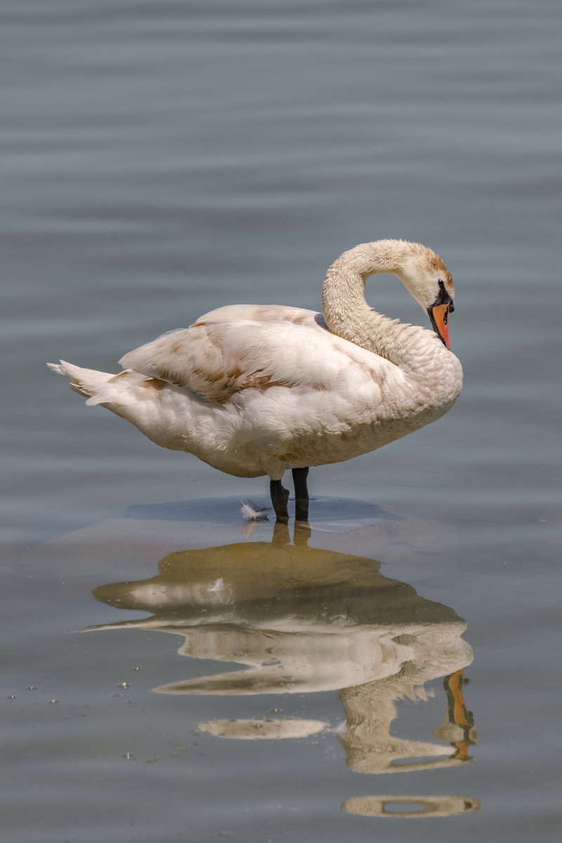 vertebrate, gooseneck, white swan, bank, animal, one animal, 4K, day, animals in the wild, waterfront, reflection, beauty in nature, swan, zoology, white