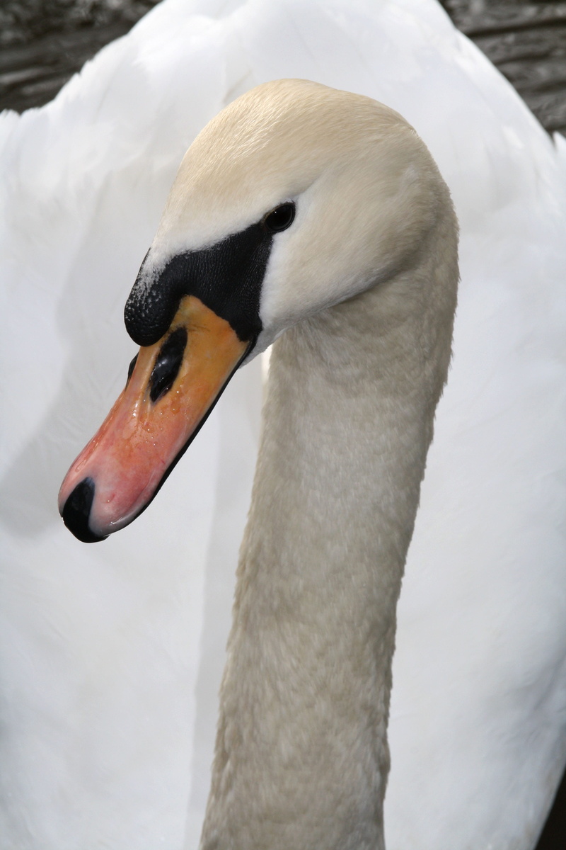 beak, water, focus on foreground, pond, day, feather, swan, white color, nature, one animal, animal body part, animal wildlife, head, mute swan, animals in the wild