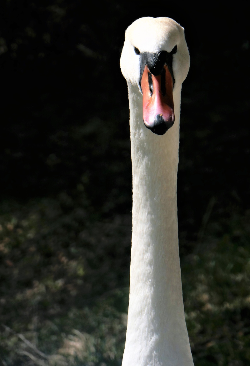bill, animal wildlife, bird, no people, focus on foreground, day, nature, outdoors, white color, animal neck, vertebrate, animal head, portrait, Gooseneck