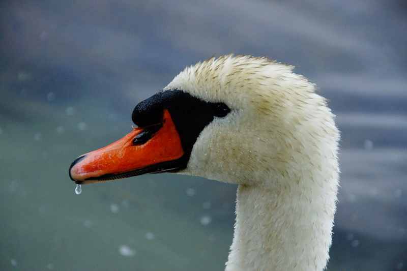 vertebrate, water bird, mute swan, one animal, animal head, bird, animal neck, focus on foreground, animal themes, beak, close, no people, bill, head, gooseneck