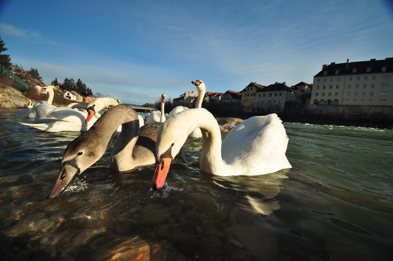 mute swan, swan family, elegant, bird, animal, vertebrate, waterfowl, swimming, river, plumage, animal themes, sky, white, group of animals, swans, 4K