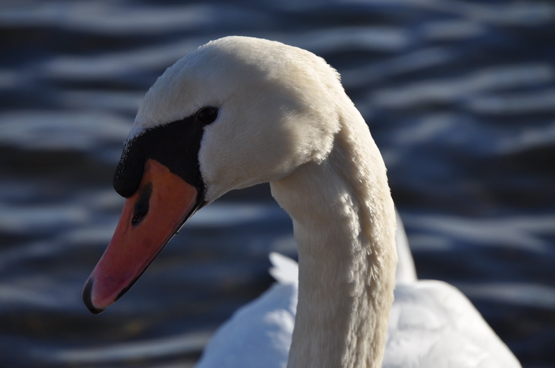 water, elegant, animal neck, cygnet, animals in the wild, beak, long jibe, one animal, day, focus on foreground, animal themes, pride, animal wildlife