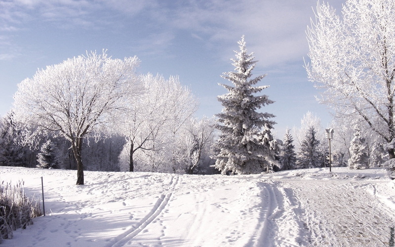 season, forest, mountain, frozen, frost, weather, woodland, cold temperature, coniferous tree, sky, white, environment, plant, rural Scene, freshness, fir Tree