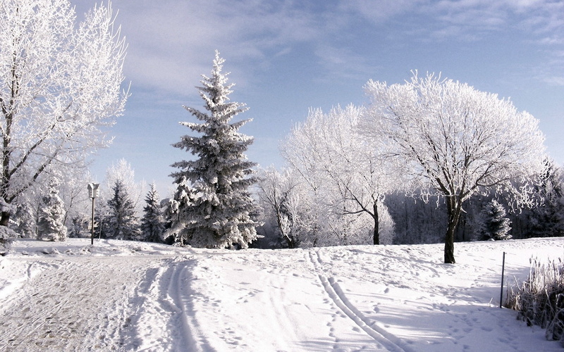 Trees, no people, plant, pine tree, Hoarfrost, nature, Lifting, Winter, Clouds, outdoors, snowcapped mountain, Ski track, Sky, beauty in nature, day, landscape