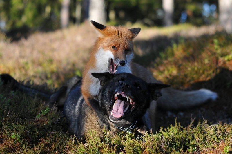 one animal, 1080P, animal wildlife, mouth open, mammal, pets, domestic, day, orange, outdoors, vertebrate, fox, canine, domestic animals, no people, animals