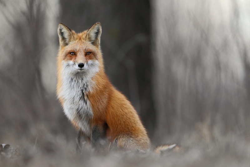 animals, 1080P, orange, fox, forest, white, grass, winter