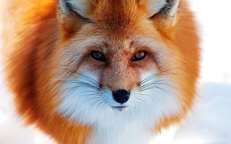 animals Hunting, white, vertebrate, animal body part, animal, body part, fur, animal themes, nature, looking, mammal, snow, animal Head, standing, looking at camera