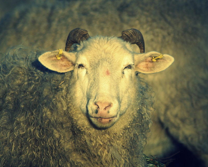 mammal, cattle, 4K, animal wildlife, emotion, doof, looking at camera, expression, nature, humor, close-up, one animal, sheep, portrait, herbivorous, focus on foreground