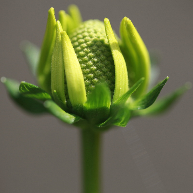 fact, 2K, closed, lists, promise, focus, macro, I hate, green, green Color, nature, hairs breadth, tufts, tags, stupid, photo, blur, flower bud, bunch