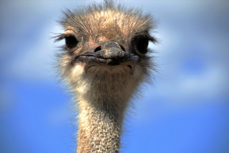 animal themes, ostrich head, animal neck, close-up, fluff, view, portrait, emu, animal body part, closeup, ostrich, 5K, one animal, no people, animal eye